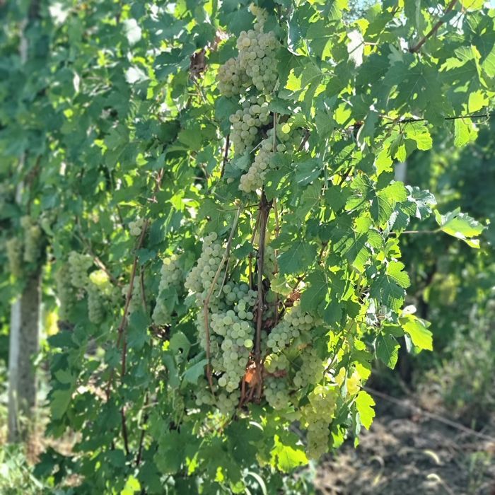 „Struguri pentru vin – preț producător 100%”