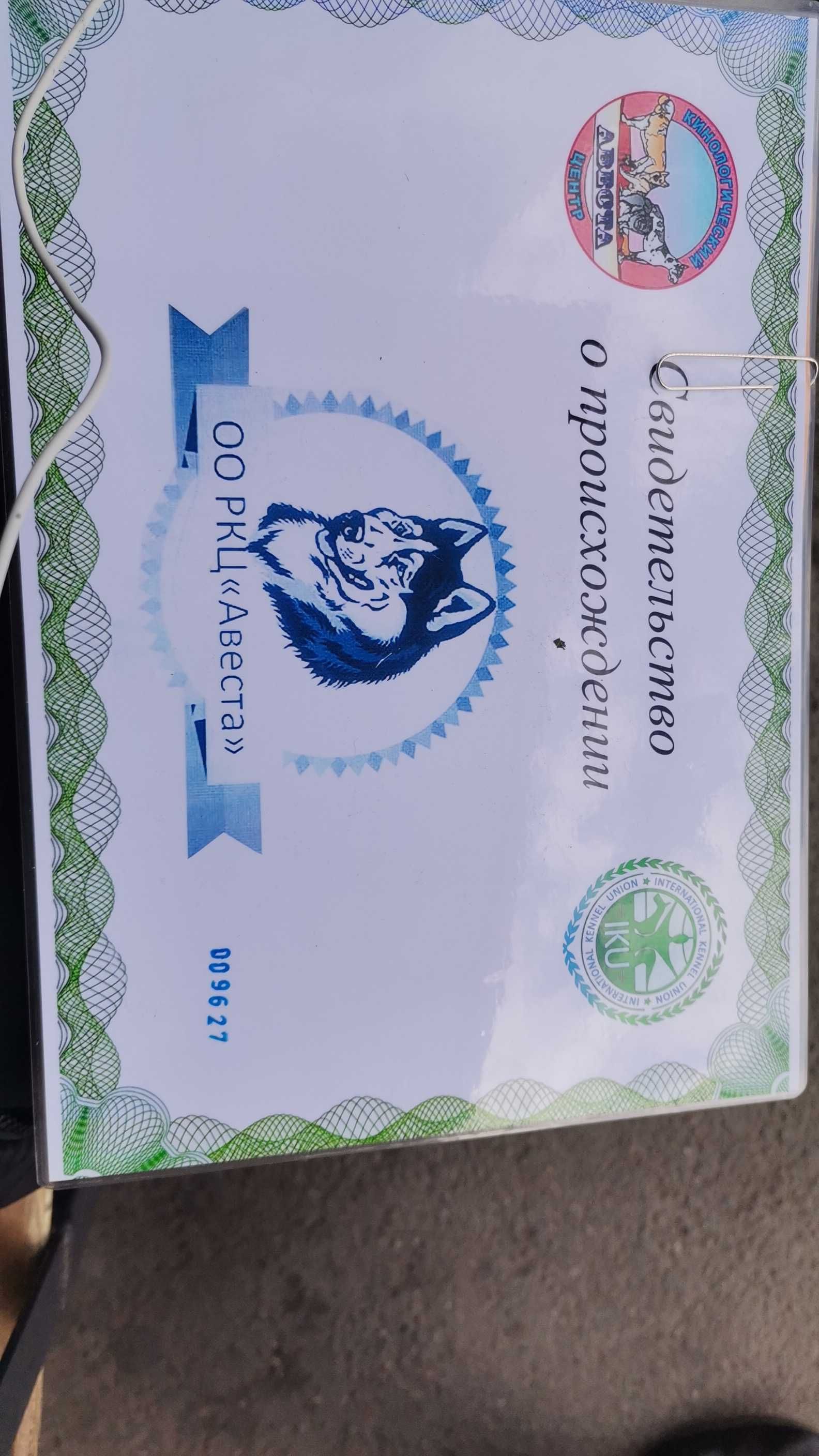 Чихуахуа 20000 вязка