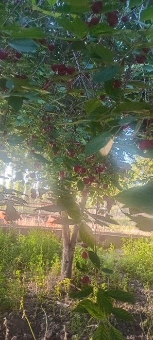 Buka tumanida chorva uchun nunjanlangan uy sotiladi 90 sotix