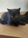 ПОДАРЯВАМ черни котенца на 2 месеца