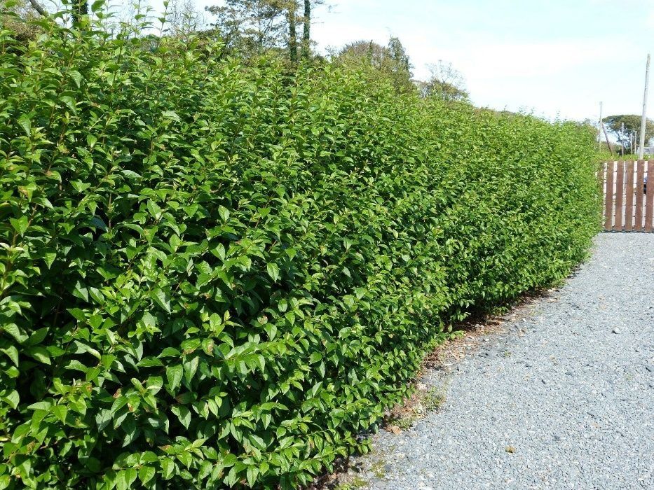 Gard viu verde vesnic Ligustrum(Lemn cainesc)verde iarna, ulmus pumila