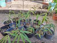 Продавам растения студоустойчив бамбук