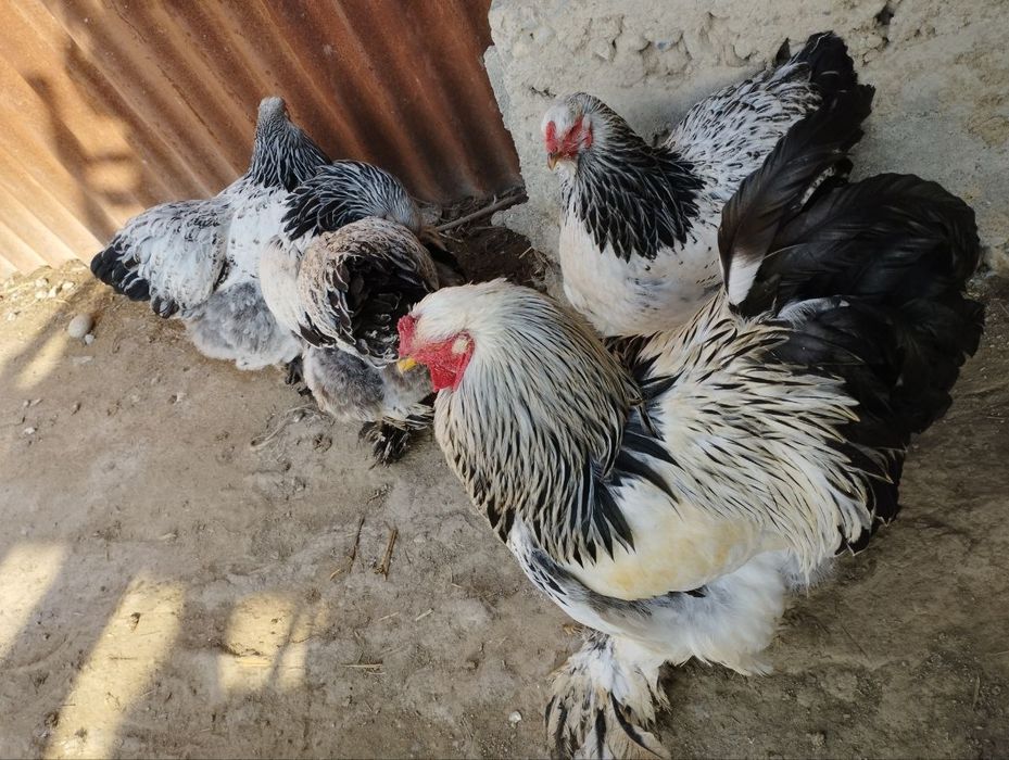 Bramalar ulgurji narxlarda donasi