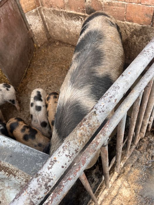 Малки прасета и майка