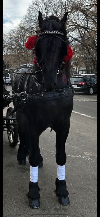 Armasar frizian 5 ani de vanzare Friesian