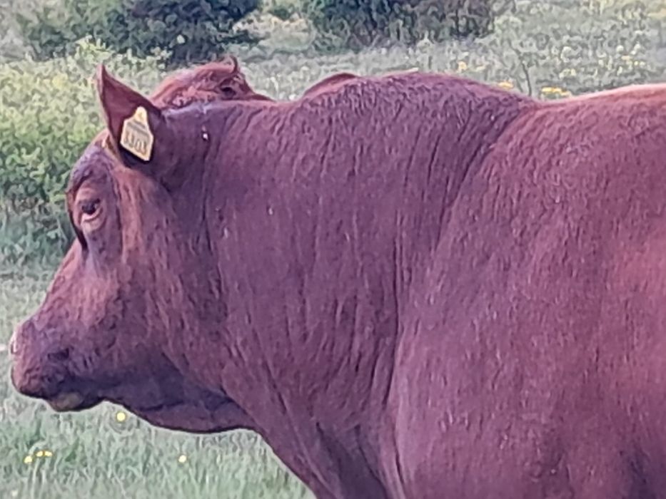 Taur angus cu pedigree