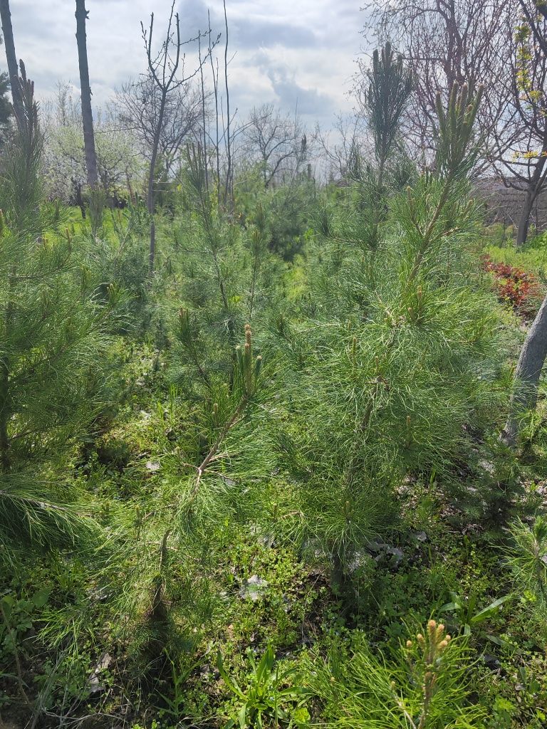 Karlikoviy yong'oq, Eldor sosna, Keparis archa