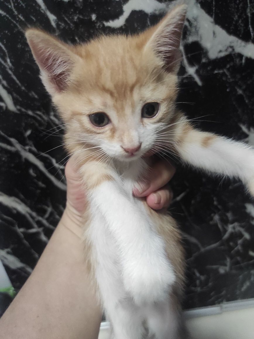 Отдам котят в хорошие руки!