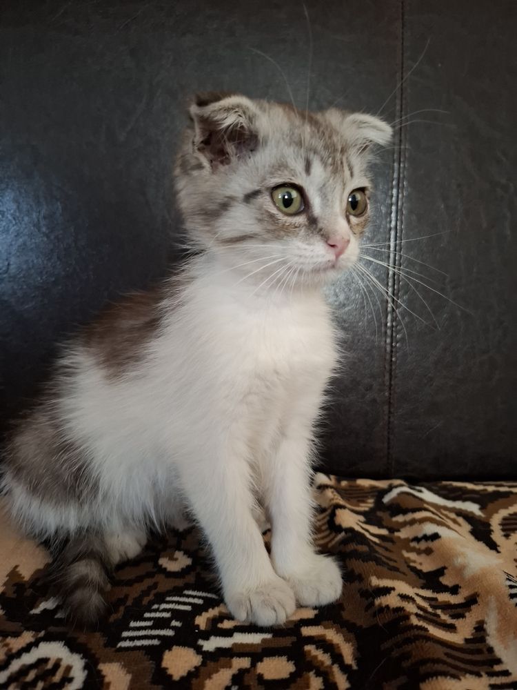 Котенок в добрые руки