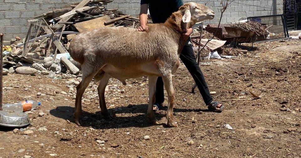 Qoʻchqor zotli gigand