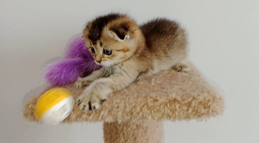 Скоттиш фолд девочка