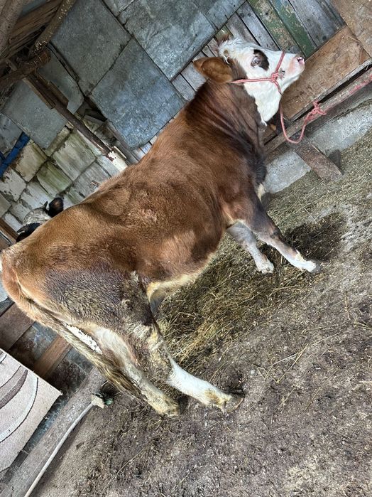Vând vițica de 8 luni