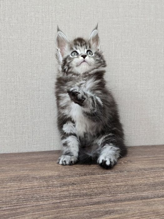 Мейн-кун девочка