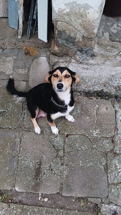 Подарявам две кученца момче и момиче