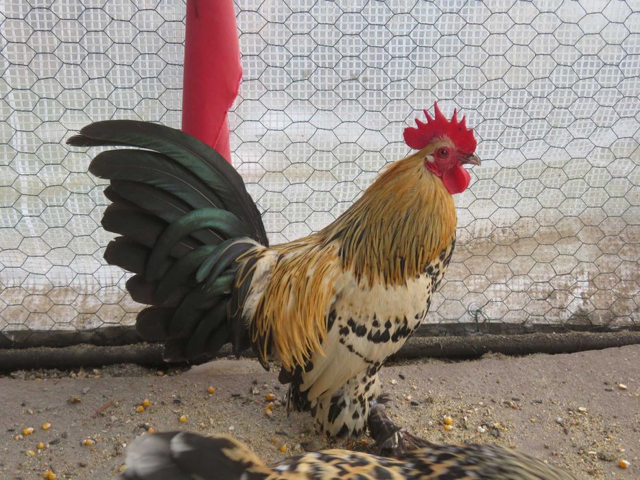 Mii de flori lemon (galben citrin portelan)