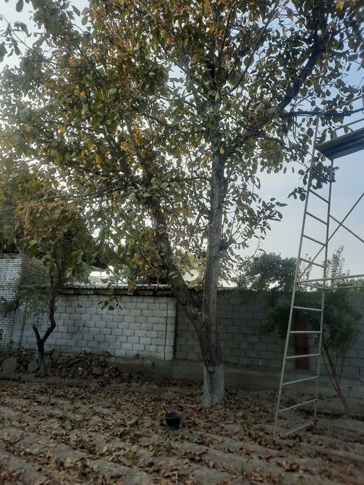 Ёнгок дарахт сотилади Yongok daraxt sotiladi