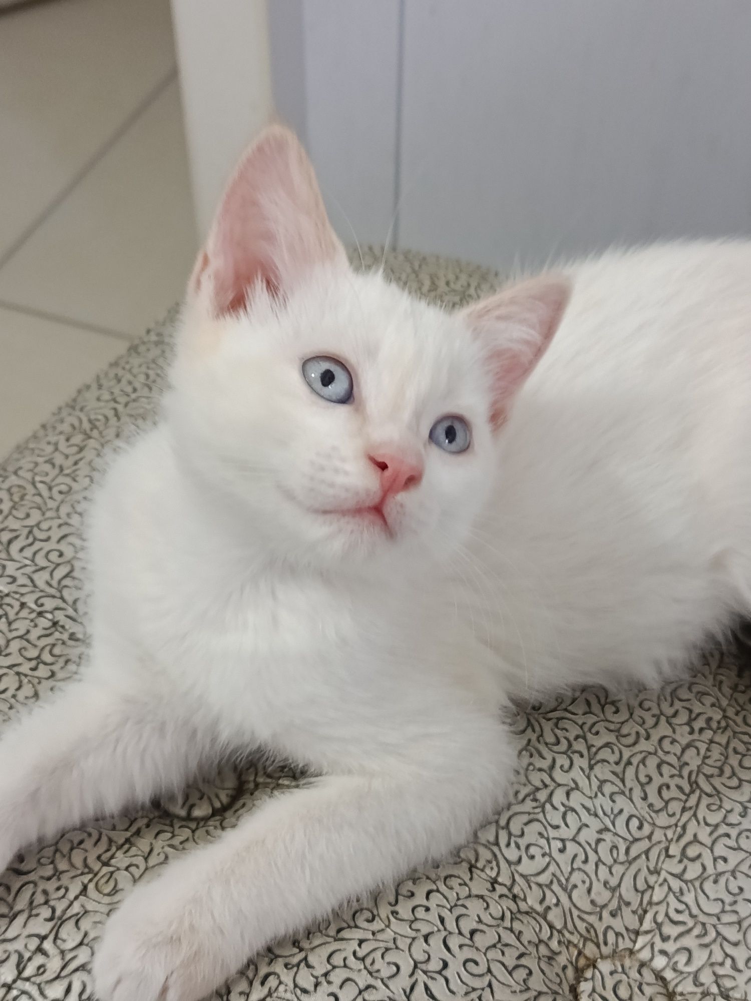 Котик милый голубые глазки