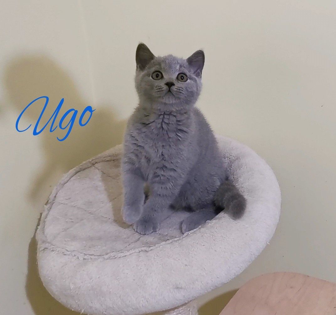 British shorthair blue cu pedigree