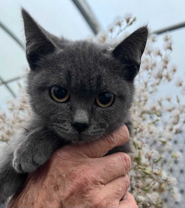 Отдадим котика в хорошие, добрые руки