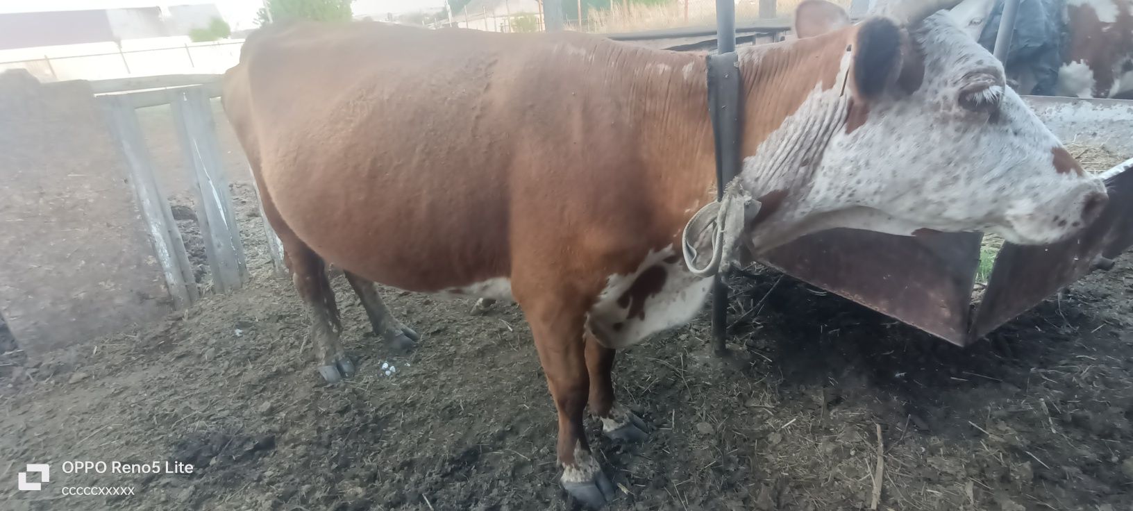 Продаю корову две головый