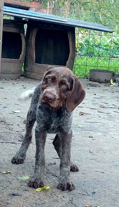 Pui brac german cu păr sârmos