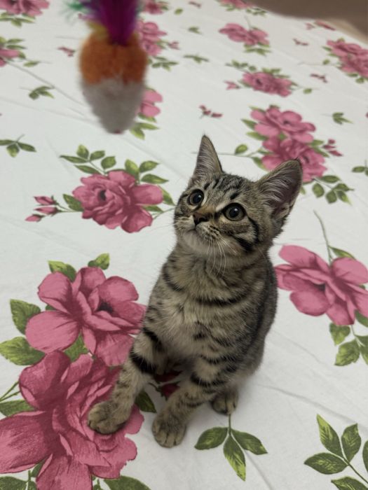 Отдам котенка в хорошие руки