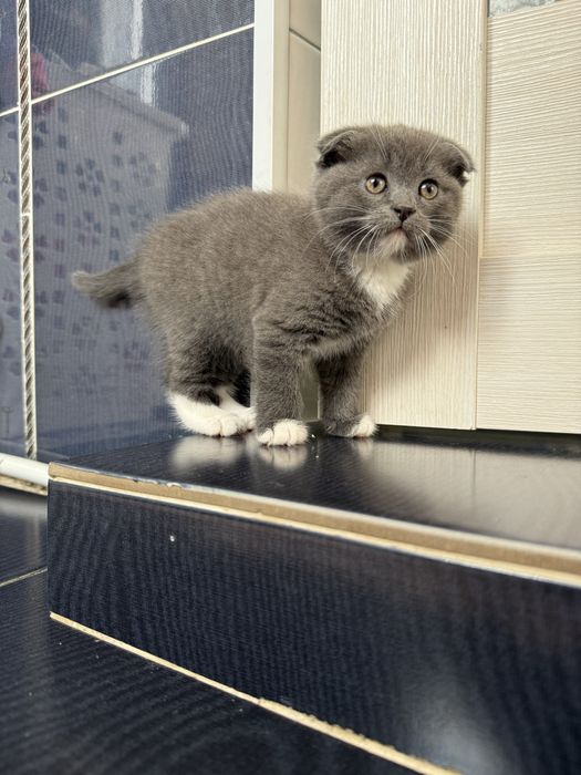 Продам шотландских котят