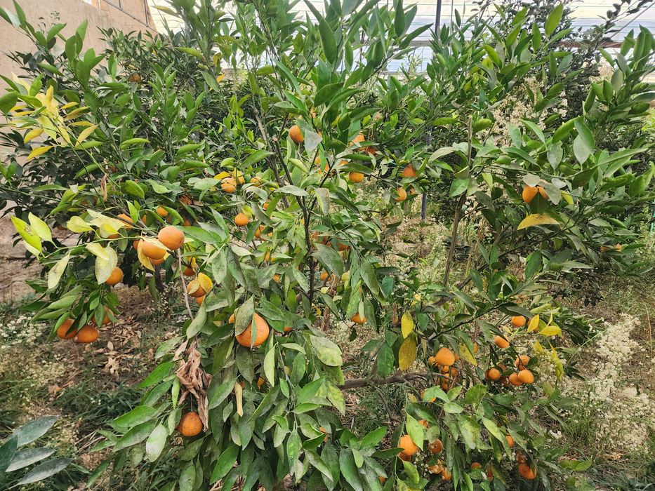 Mестний мандарин Апелсин мева сотилади оптим