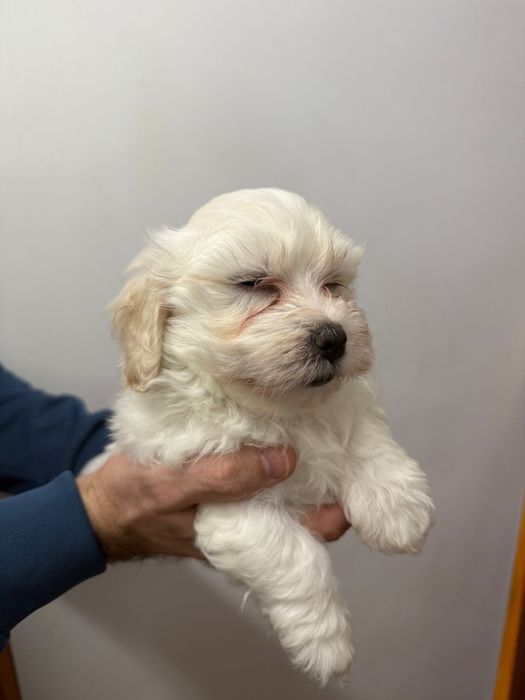 Bichoni maltezi fetite si baietei