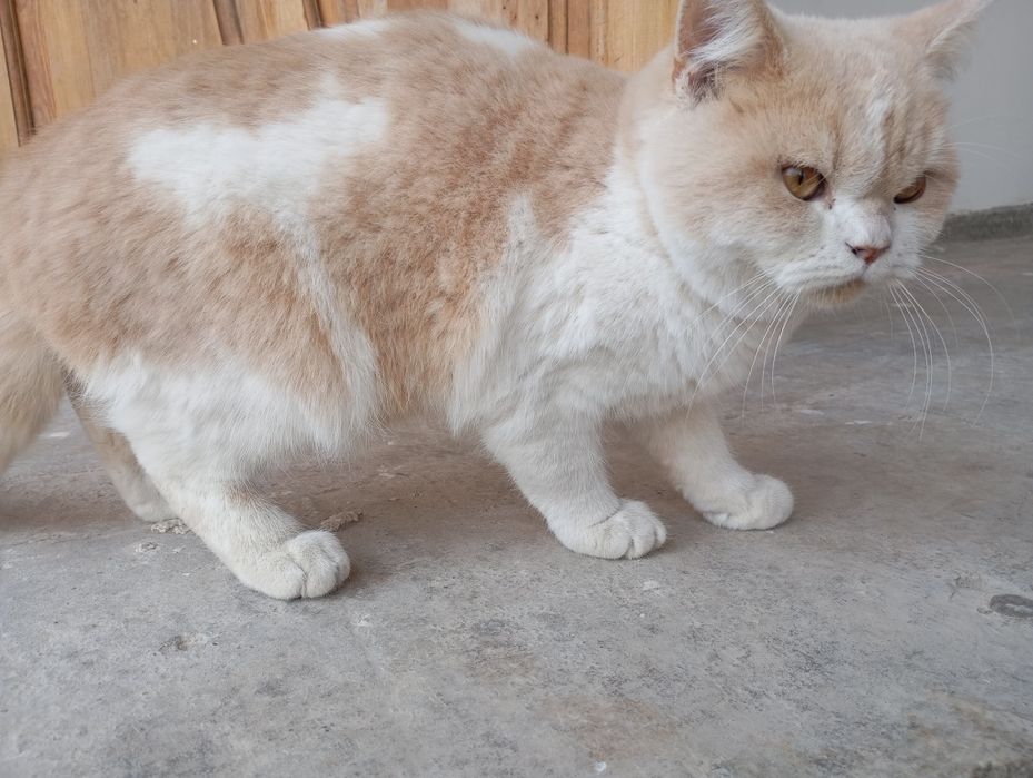 Mushuk sotiladi zoti shorthair