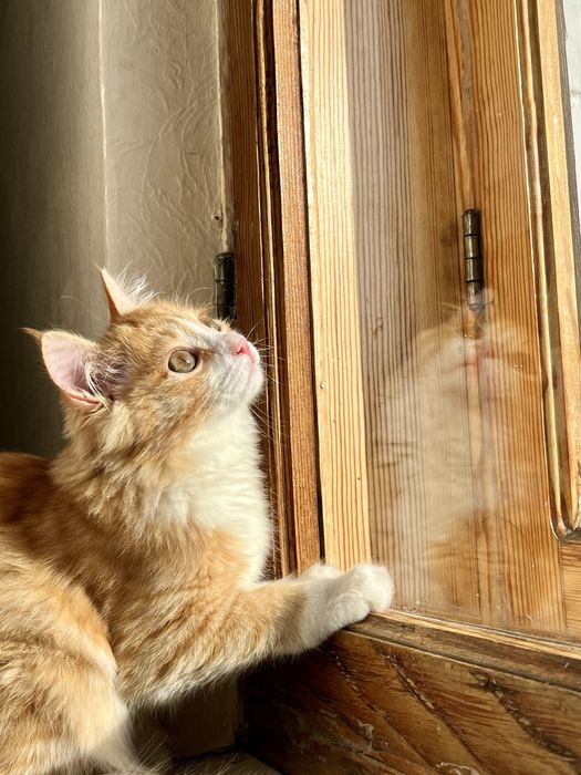 Отдам кошечку в хорошие руки