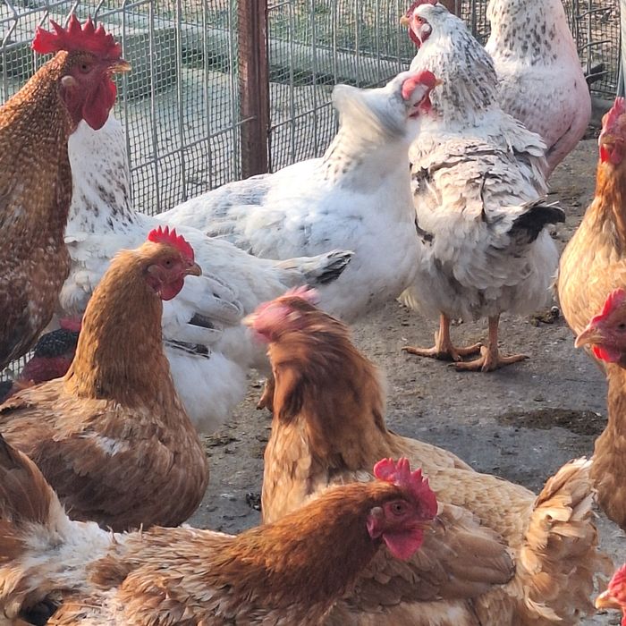 Vând gaini și cocoși Cabir