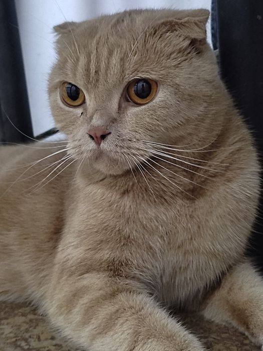 Кошка короткошёрстная Британка