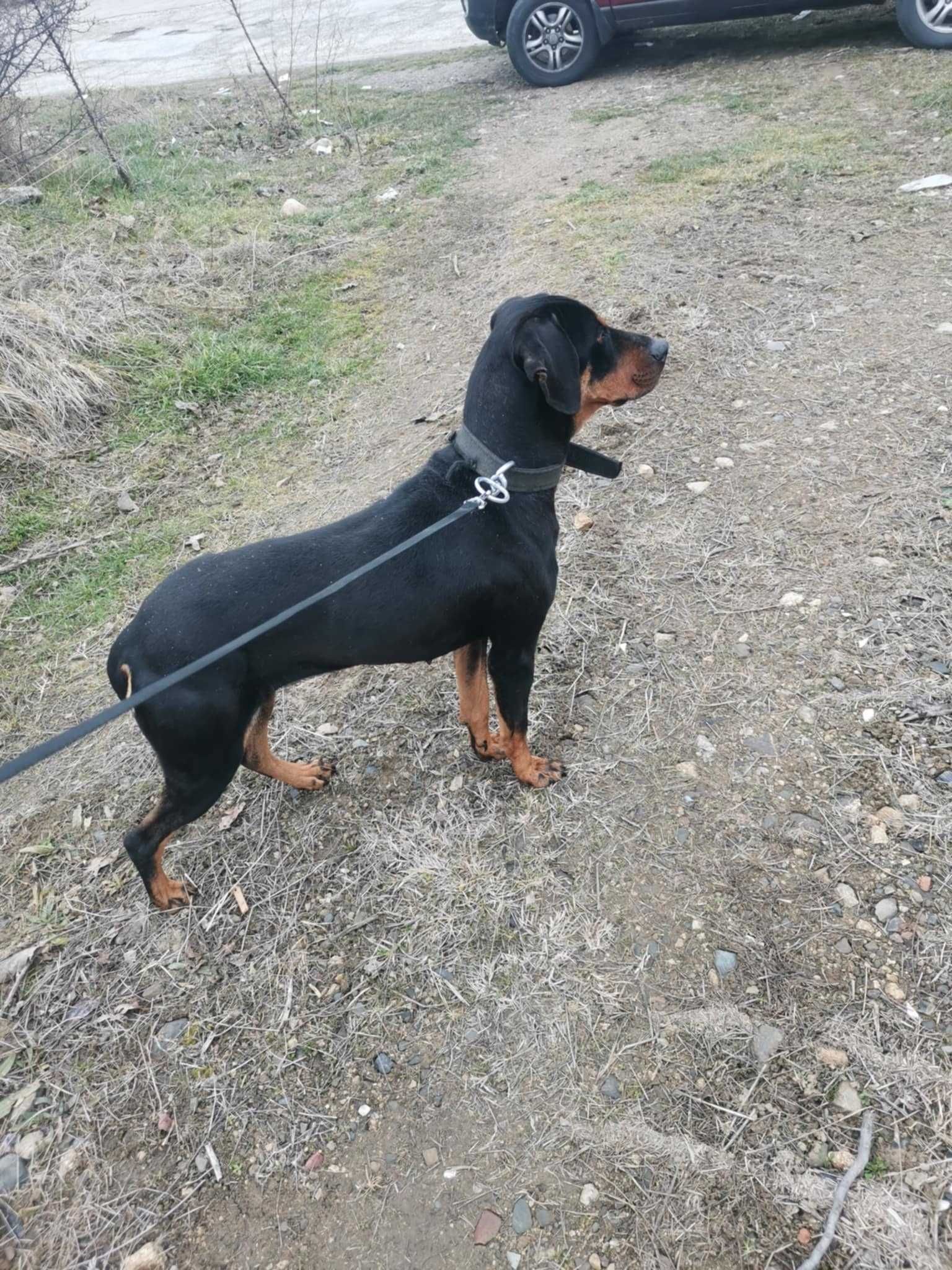 Трицветни гончета