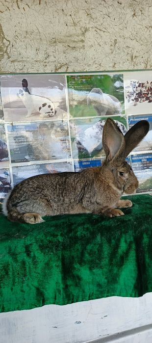 Фландир зот куен