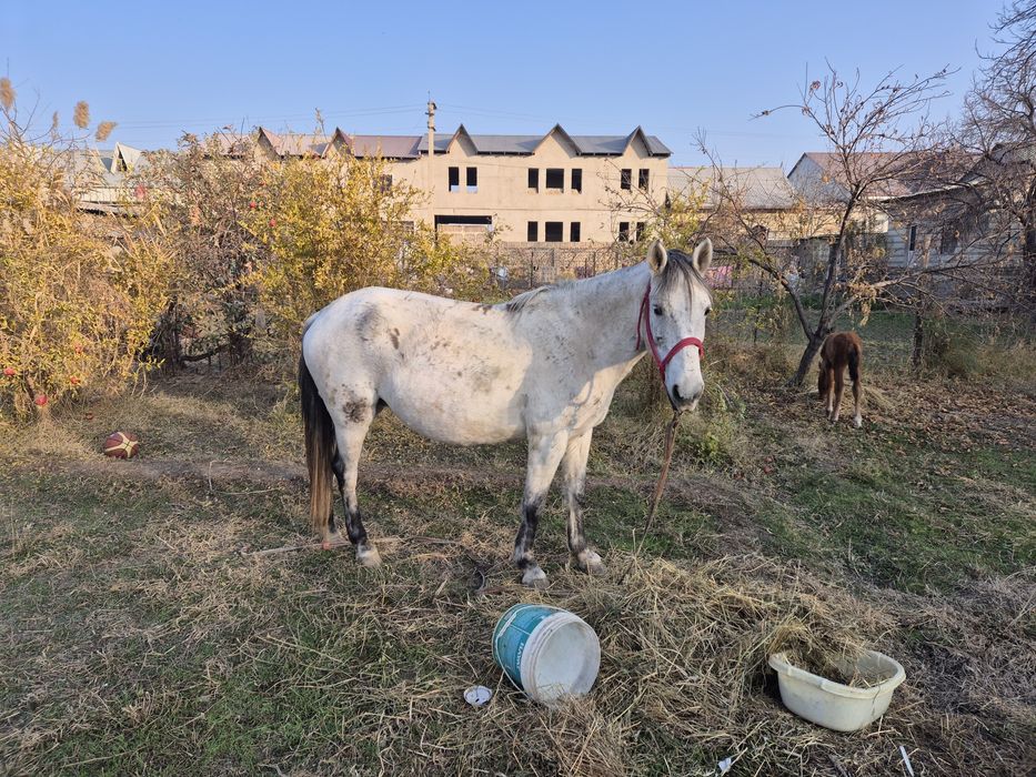 Ona bola ot sotiladi