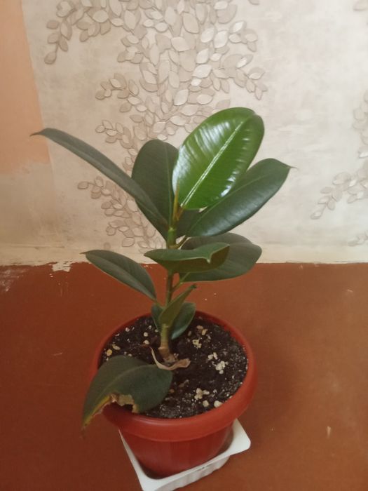 Продаем цветы/Гүлдер сатамыз