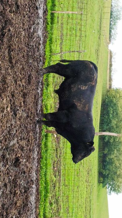 Tauri angus pentru reproducție