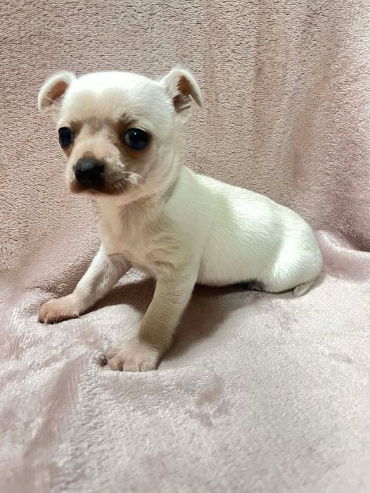 Продавам чихуахуа