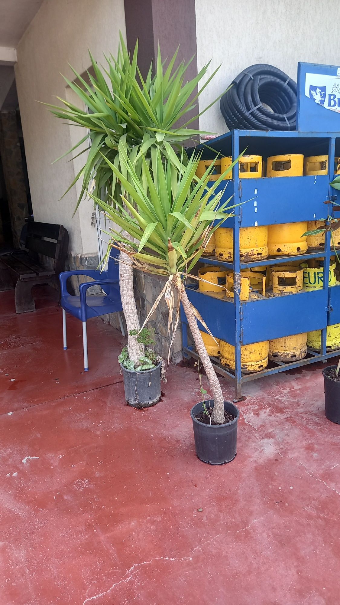 Speci diferite de plante palmieri magnolia tuia smarald leylandy