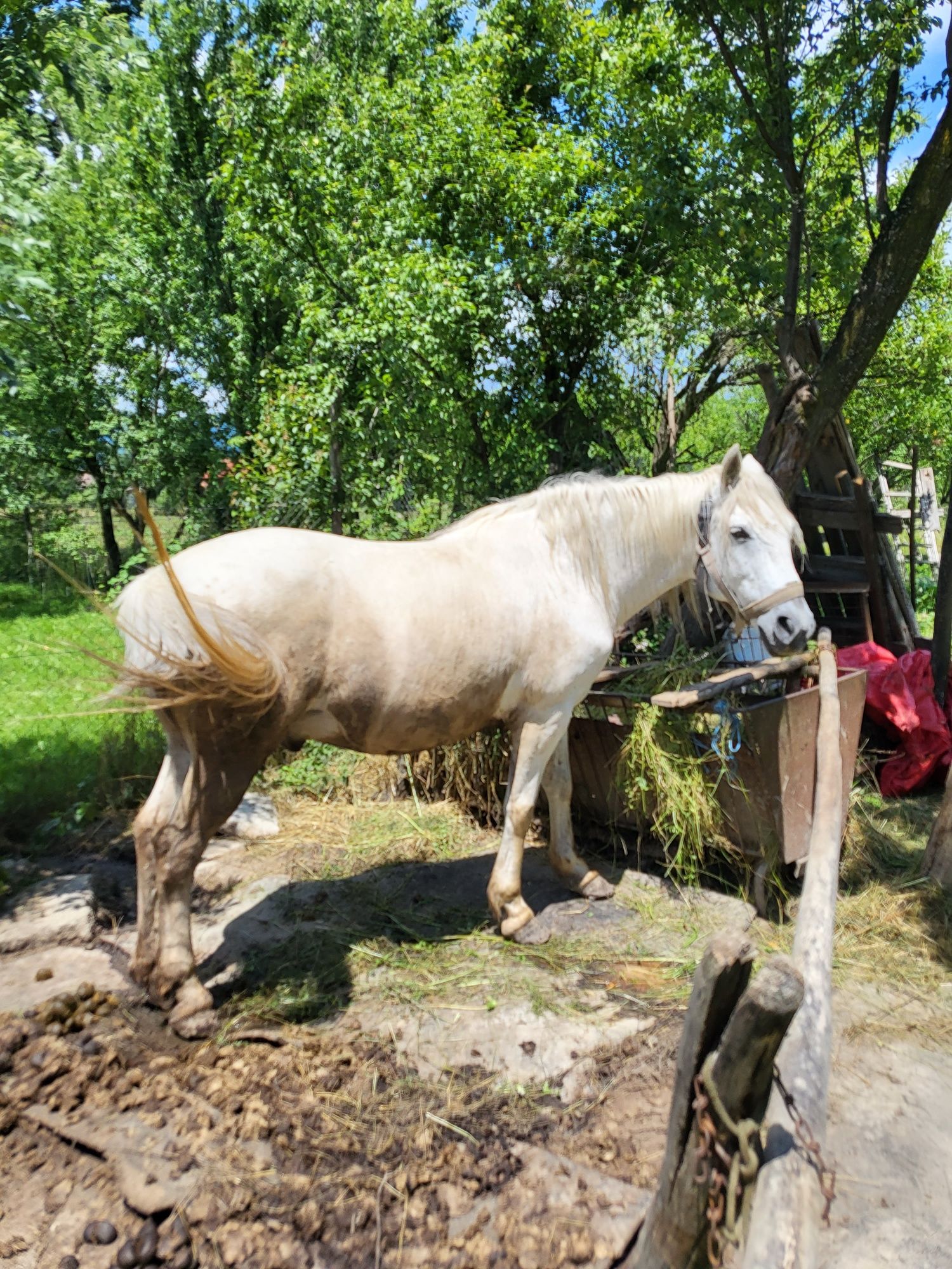 Vând cal în vârstă de 14 ani