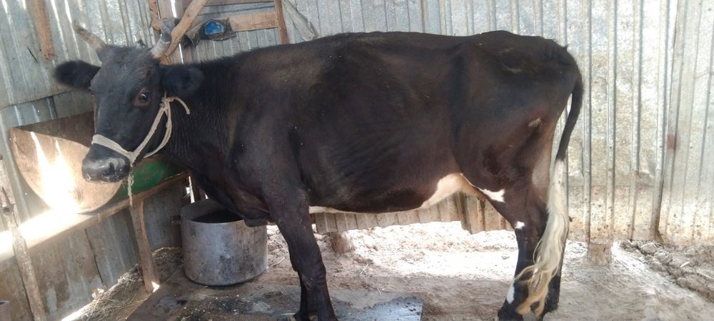 Сиыр сатылады  450 мын