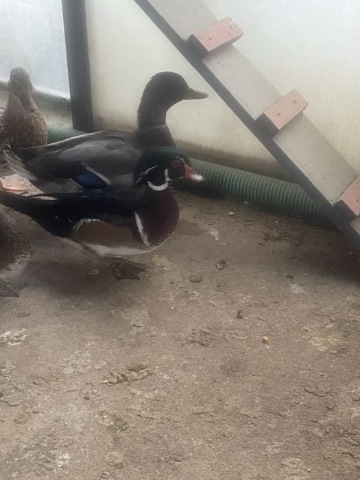 Pereche rațe mandarine si caroline