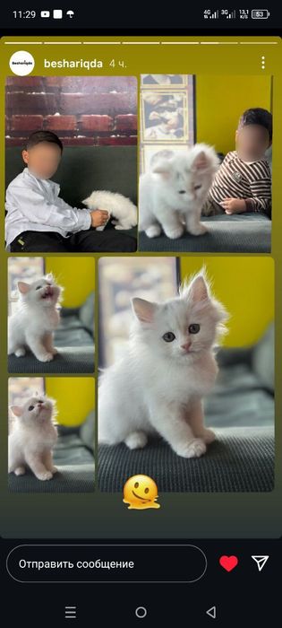 Котёнок, мальчик