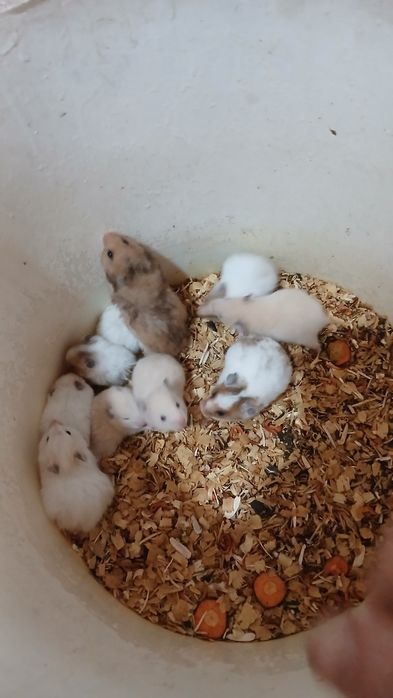 Сирийские грызуны