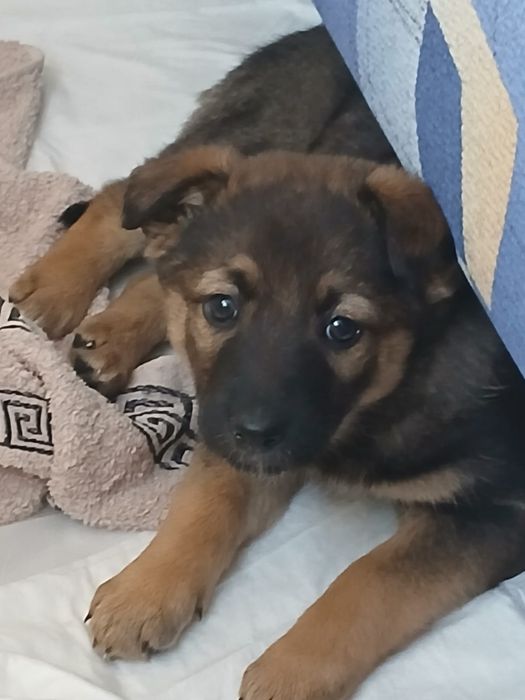 Продам щенков немецкой овчарки.