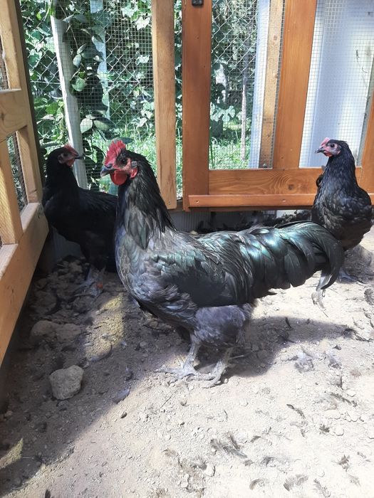 Vând cocoși de australorp nergu și unul albastru
In vârstă de 25 de să