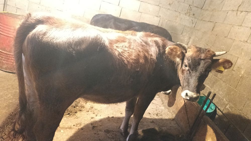 Продам стельную корову молочная первородка