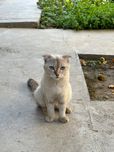 Золотая шиншила она мушук сотилади,4 та боласи хам бор !!!