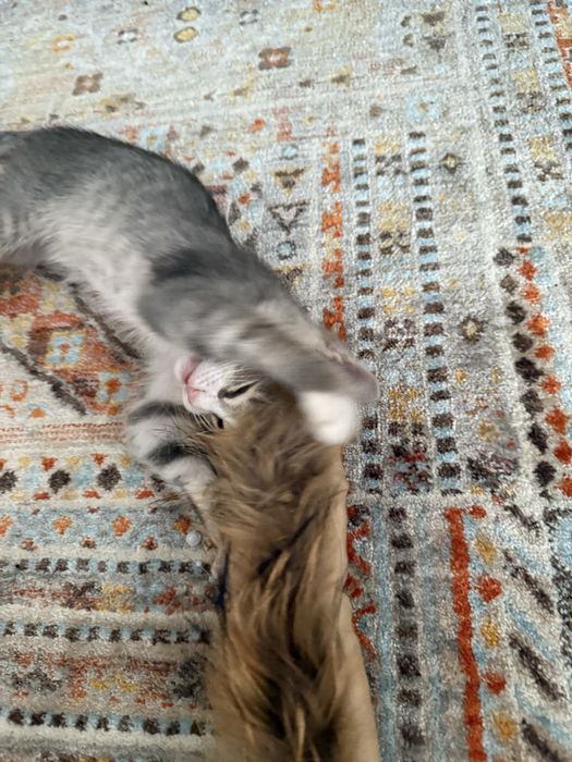 Котенок бесплатно